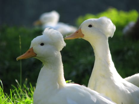 Two white crested ducks in the summer sunshine