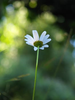 A tall daisy (bellis perennis) flower in the summer sunshine.