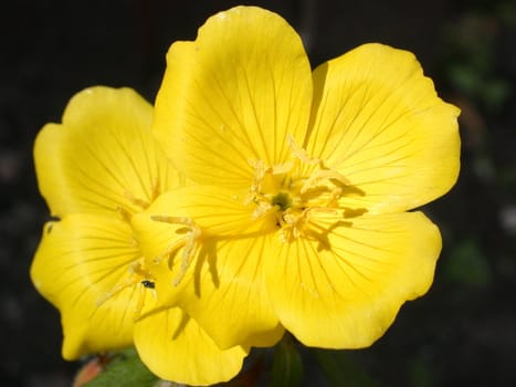 Yellow Flower, macro