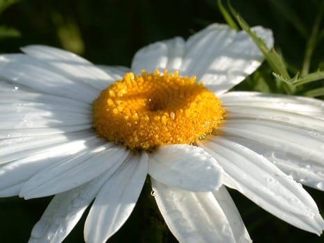  Daisywheel garden, macro