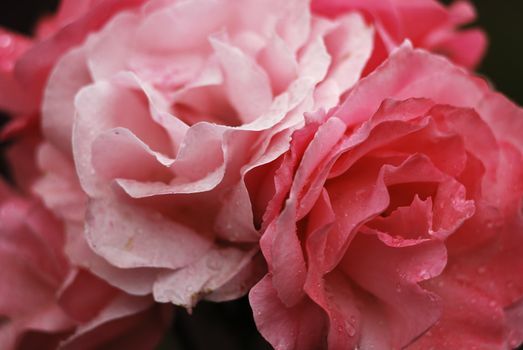 shrub of the genus Rosa, and the flower of this shrub.There are more than a hundred species of wild roses, all from the northern hemisphere and mostly from temperate regions. The species form a group of generally prickly shrubs or climbers, and sometimes trailing plants, reaching 2–5 metres tall, occasionally reaching as high as 20 metres by climbing over other plants