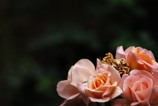 shrub of the genus Rosa, and the flower of this shrub.There are more than a hundred species of wild roses, all from the northern hemisphere and mostly from temperate regions. The species form a group of generally prickly shrubs or climbers, and sometimes trailing plants, reaching 2–5 metres tall, occasionally reaching as high as 20 metres by climbing over other plants