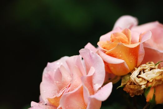 shrub of the genus Rosa, and the flower of this shrub.There are more than a hundred species of wild roses, all from the northern hemisphere and mostly from temperate regions. The species form a group of generally prickly shrubs or climbers, and sometimes trailing plants, reaching 2–5 metres tall, occasionally reaching as high as 20 metres by climbing over other plants