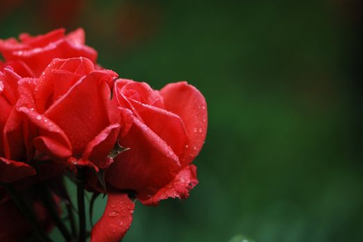 shrub of the genus Rosa, and the flower of this shrub.There are more than a hundred species of wild roses, all from the northern hemisphere and mostly from temperate regions. The species form a group of generally prickly shrubs or climbers, and sometimes trailing plants, reaching 2–5 metres tall, occasionally reaching as high as 20 metres by climbing over other plants