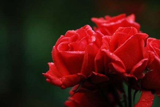 shrub of the genus Rosa, and the flower of this shrub.There are more than a hundred species of wild roses, all from the northern hemisphere and mostly from temperate regions. The species form a group of generally prickly shrubs or climbers, and sometimes trailing plants, reaching 2–5 metres tall, occasionally reaching as high as 20 metres by climbing over other plants