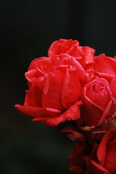 shrub of the genus Rosa, and the flower of this shrub.There are more than a hundred species of wild roses, all from the northern hemisphere and mostly from temperate regions. The species form a group of generally prickly shrubs or climbers, and sometimes trailing plants, reaching 2–5 metres tall, occasionally reaching as high as 20 metres by climbing over other plants