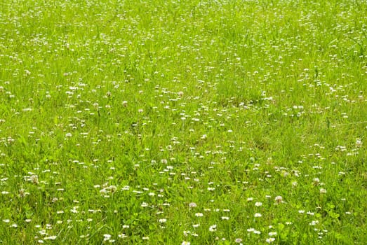 green meadow with lot of white flowers