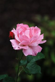 shrub of the genus Rosa, and the flower of this shrub.There are more than a hundred species of wild roses, all from the northern hemisphere and mostly from temperate regions. The species form a group of generally prickly shrubs or climbers, and sometimes trailing plants, reaching 2–5 metres tall, occasionally reaching as high as 20 metres by climbing over other plants