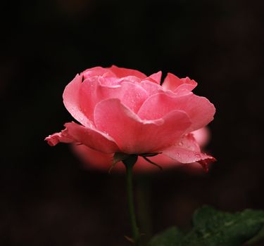 shrub of the genus Rosa, and the flower of this shrub.There are more than a hundred species of wild roses, all from the northern hemisphere and mostly from temperate regions. The species form a group of generally prickly shrubs or climbers, and sometimes trailing plants, reaching 2–5 metres tall, occasionally reaching as high as 20 metres by climbing over other plants