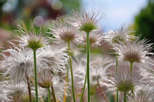 Fluffy flowers fill a local garden.