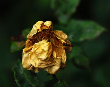 shrub of the genus Rosa, and the flower of this shrub.There are more than a hundred species of wild roses, all from the northern hemisphere and mostly from temperate regions. The species form a group of generally prickly shrubs or climbers, and sometimes trailing plants, reaching 2–5 metres tall, occasionally reaching as high as 20 metres by climbing over other plants