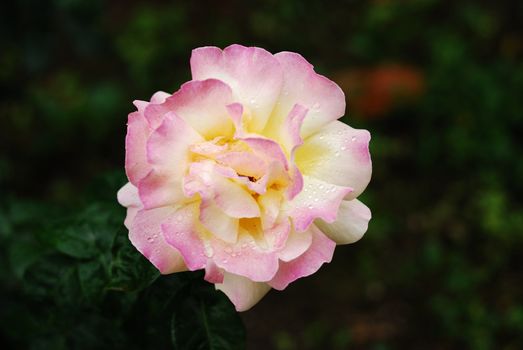 shrub of the genus Rosa, and the flower of this shrub.There are more than a hundred species of wild roses, all from the northern hemisphere and mostly from temperate regions. The species form a group of generally prickly shrubs or climbers, and sometimes trailing plants, reaching 2–5 metres tall, occasionally reaching as high as 20 metres by climbing over other plants