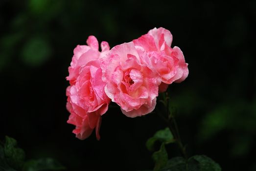 shrub of the genus Rosa, and the flower of this shrub.There are more than a hundred species of wild roses, all from the northern hemisphere and mostly from temperate regions. The species form a group of generally prickly shrubs or climbers, and sometimes trailing plants, reaching 2–5 metres tall, occasionally reaching as high as 20 metres by climbing over other plants