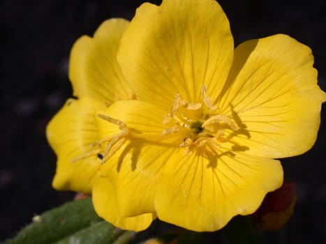yellow flower, macro