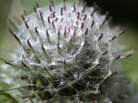 The thorn, macro photo