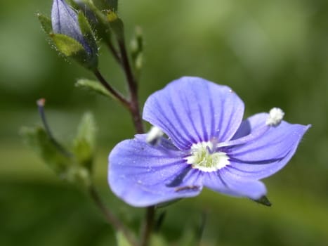 The blue flower,  macro photo