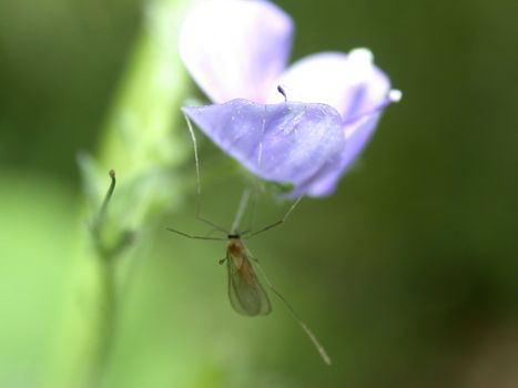 The midge under flower, mosquito macro