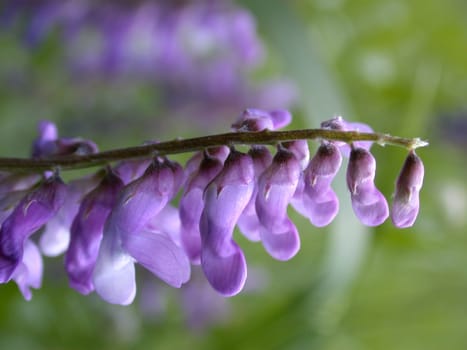 The violet flower macro