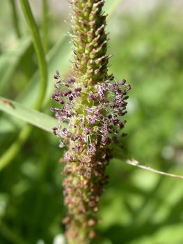 The flowering plantain,  macro