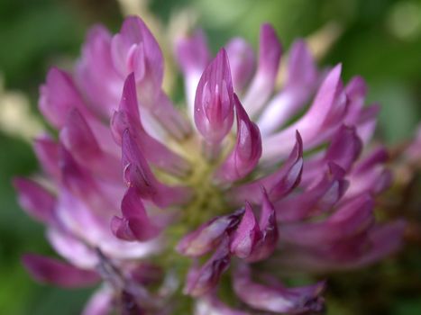  red dutch clover, macro