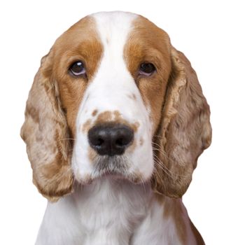 Isolated mug shot like portrait of spaniel . White copy space, selective focus on the eyes. aRGB.