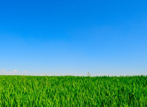 green field and clear blue sky