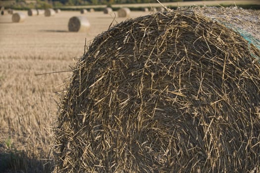 field full of haystacks ready for collection at harvest time