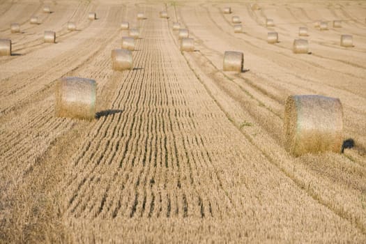 field full of haystacks ready for collection at harvest time