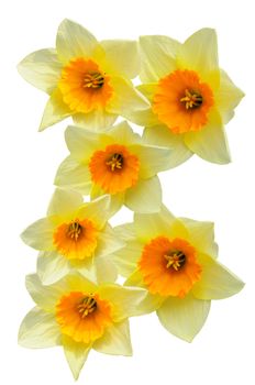 isolated daffodils 