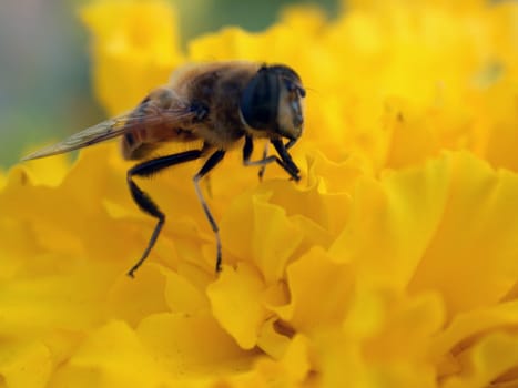 The fly on the yellow flower, macro. Do Not know exact name of this type of the fly.