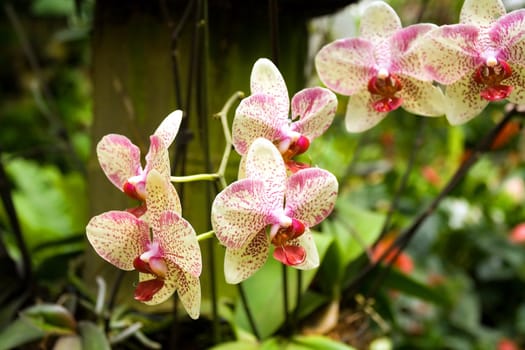 Orchid in nature on natural background