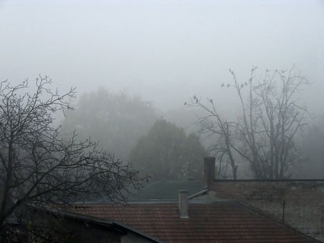 Autumn tree with sleeping birds in foggy morning.