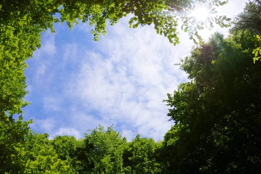 Picture frame made of tree tops surrounding sky and Sun.