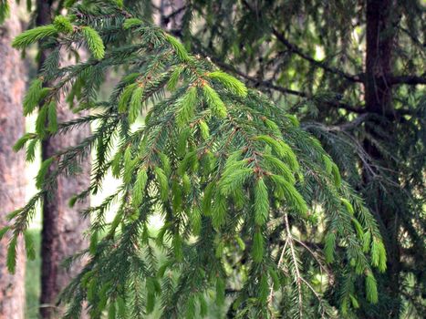 The fir branch, russian forest