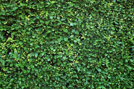 A background of a hedge