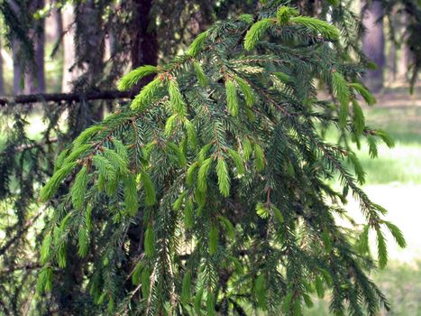 The fir branch, russian forest