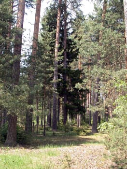 The coniferous forest. Russian timber of the central zone