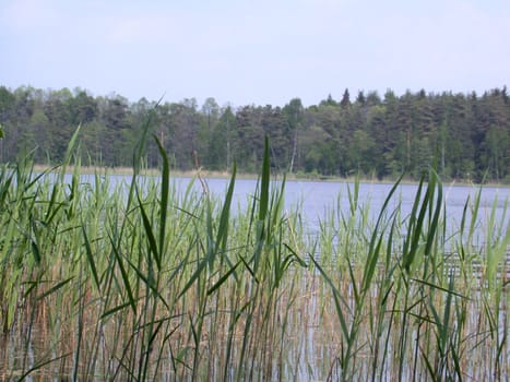 The landscapes, riverside, forest, Russian