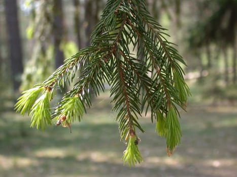 The fir branch, russian forest