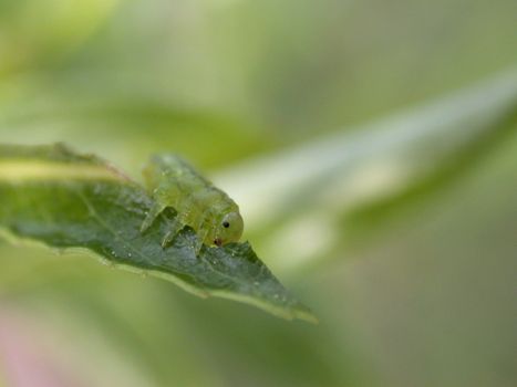 gren caterpillar on green leaf