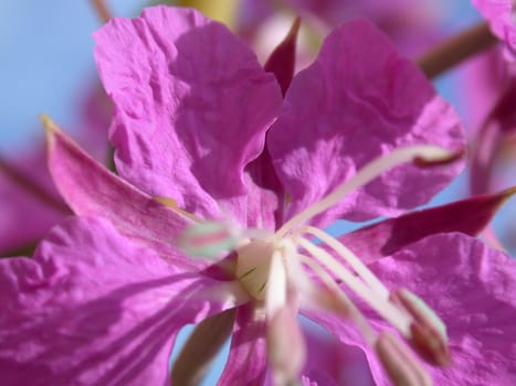 The rose-bay flowers, willow-herb, macro