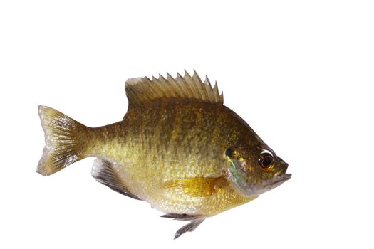 Bluegill sunfish isolated with path