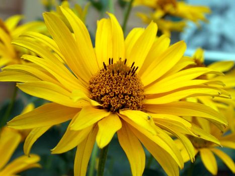 The yellow flower, nature, daisywheel garden