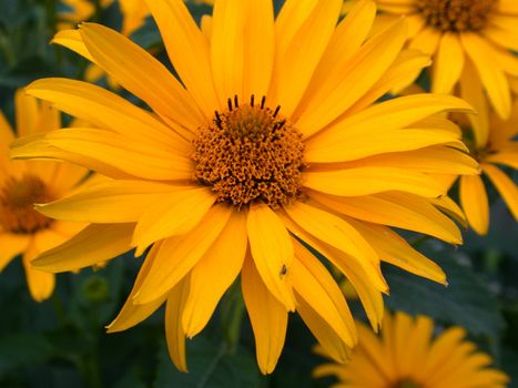 The yellow flower, nature, daisywheel garden