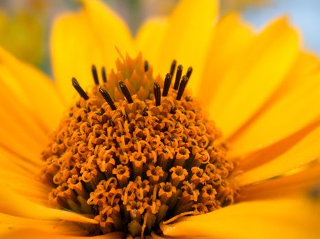 The yellow flower, nature, daisywheel garden