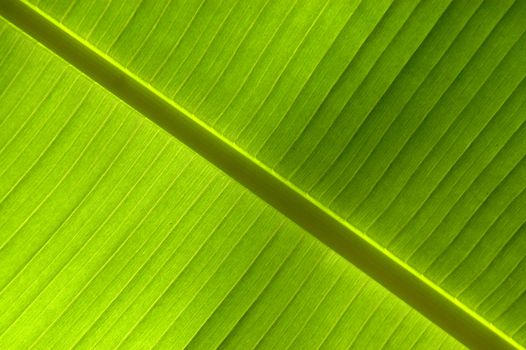 Backgound of a leaf in the summer sunshine