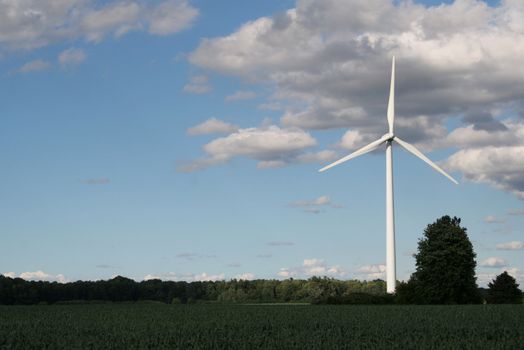 A wind power generator in a corn field shot against a blue sky.
