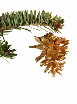 An isolated golden pine cone Christmas ornament hanging from a spruce branch.
