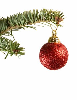 An isolated red christmas ball ornament hanging from a spruce branch. 