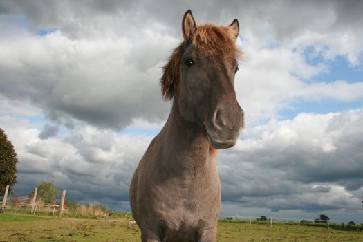 Icelandic horse